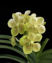 V. Kultana Gold &ndash; sanderiana)x Ascda. Kultana Gold Spot 